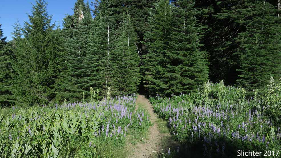 Trail leading 1/4 mile to the beginning of the Baneberry Trail #812, Ochoco National Forest.........July 10, 2017.
