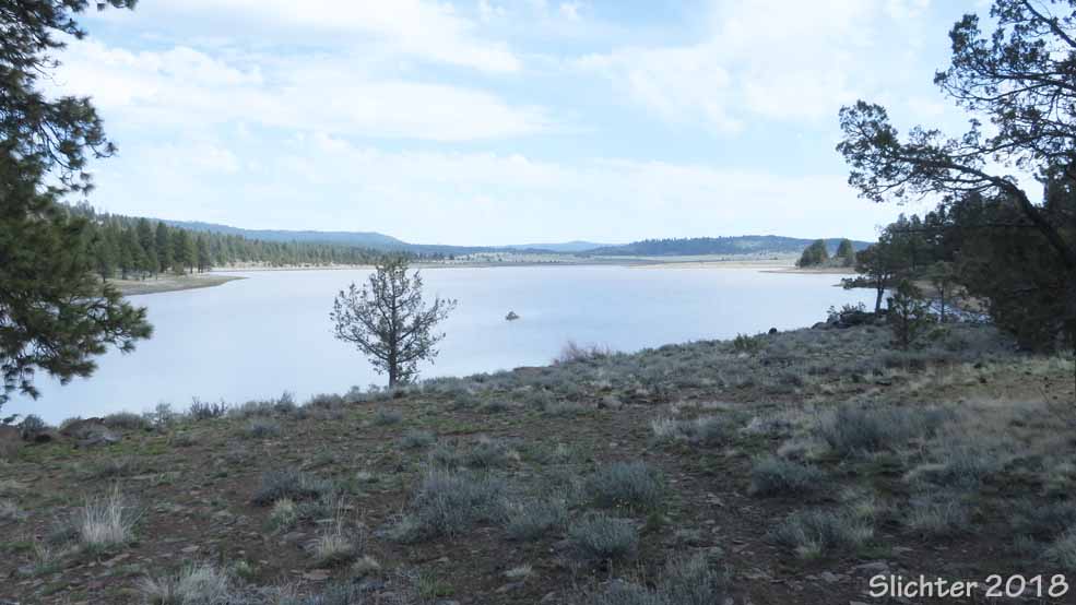 View east across Antelope Flat Reservoir from the day use area at Antelope Flat Reservoir Campground, Maury Mountains, Ochoco National Forest.......April 27, 2018.