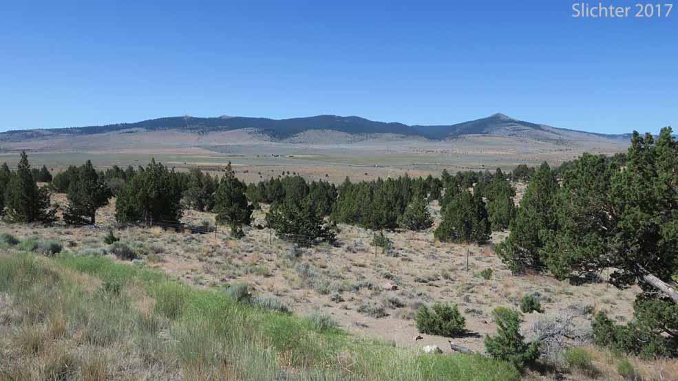 A view south towards Pine Mountain from Millican Road............July 11, 2017. The high point is at the center while the campground and observatory buildings are to the left of the butte at right.