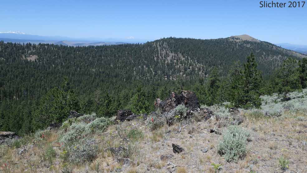 View north to the northern ridge of Pine Mountain, Deschutes National Forest........July 11, 2017.  The access road comes up the canyon below and climbs to the saddle at the center of the photo.