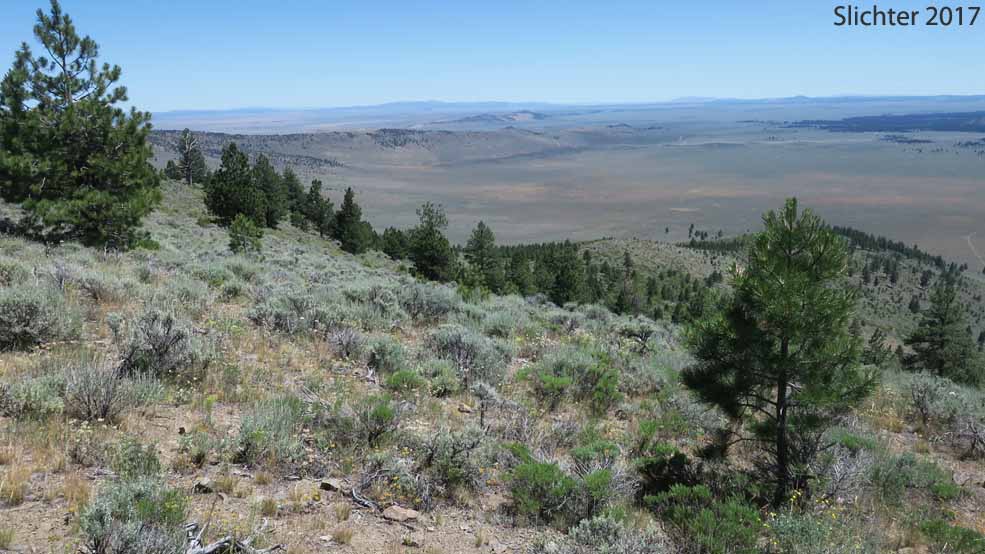 View southeast towards the peaks in northern Lake County from the summit ridge of Pine Mountain, Deschutes National Forest........July 11, 2017.