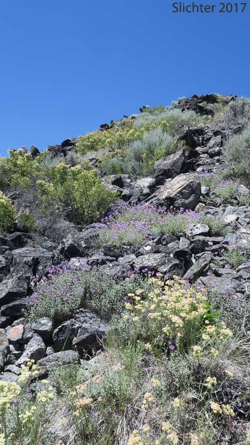 Wildflowers near the actual summit of Pine Mountain, Deschutes National Forest........July 11, 2017.