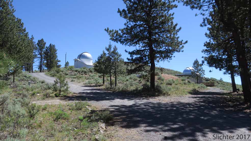 View towards the observatories from the observatory parking lot, Pine Mountain, Deschutes National Forest.......July 11, 2017.