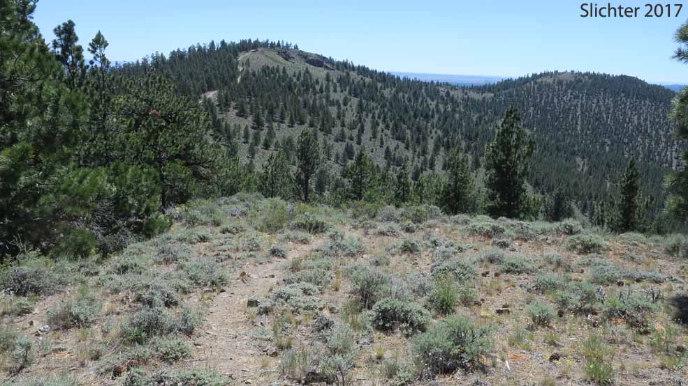 View south from the hilltop directly south of the observatories.  The path here becomes fainter but trend towards the road at the bottom of the hill.  Pine Mountain, Deschutes National Forest.......July 11, 2017.