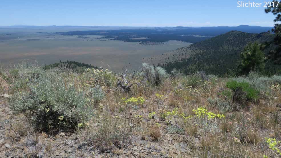 A view south across the prehistoric Ice Age lakebed towards Hager Mt. and Fort Rock (in Lake County) from near the actual summit of Pine Mountain, Deschutes National Forest...........July 12, 2017.