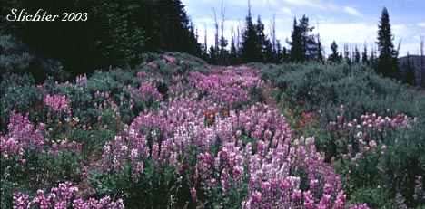 Masses of lupines along the main trail through the Monument Rock wilderness.