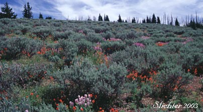 Masses of wildflowers on sagebrush slopes in the Monument Rock Wilderness.
