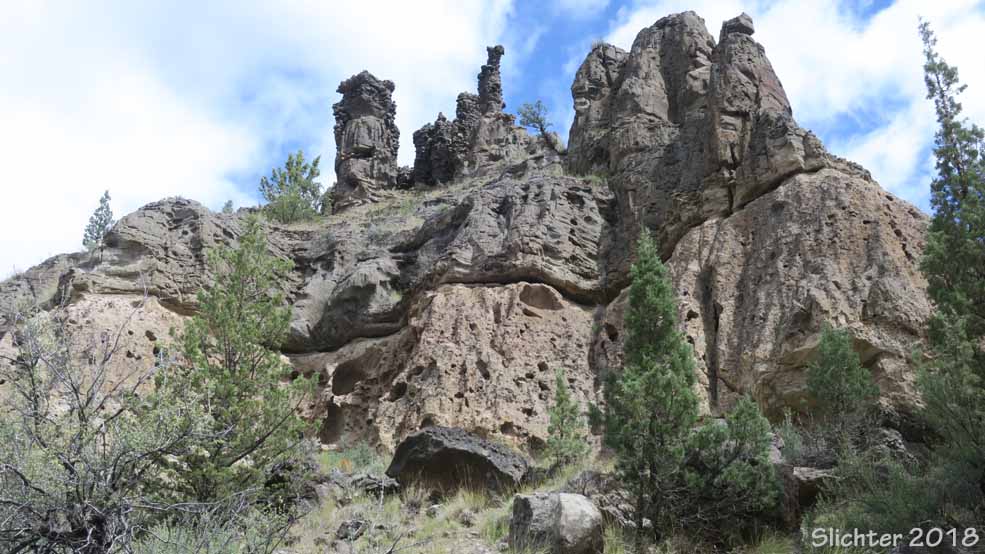 Hooddos (rock formations) above the Alder Springs Trail #855, Crooked River National Grasslands.......May 11, 2018.