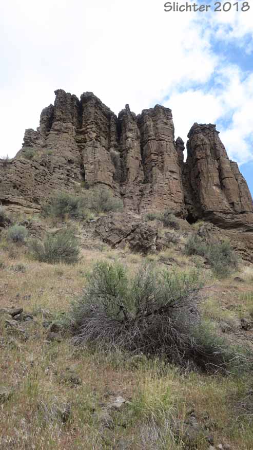 Hoodoos (rock formations) in the Whychus Creek canyon from the Alder Springs Trail #855, Crooked River National Grasslands.......May 11, 2018.