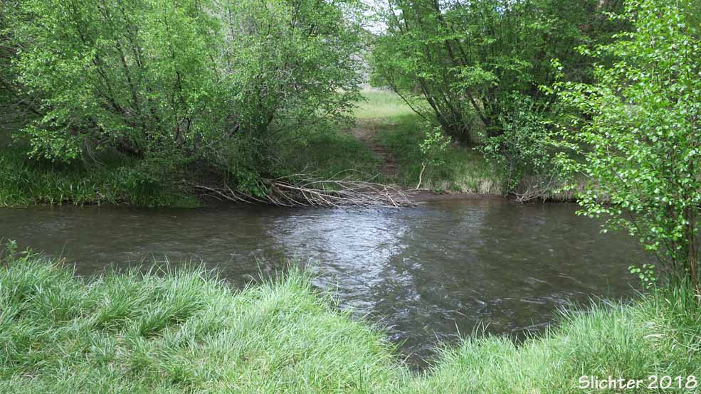 The ford of Whychus Creek by the Alder Springs Trail #855, Crooked River National Grasslands.......May 11, 2018.
