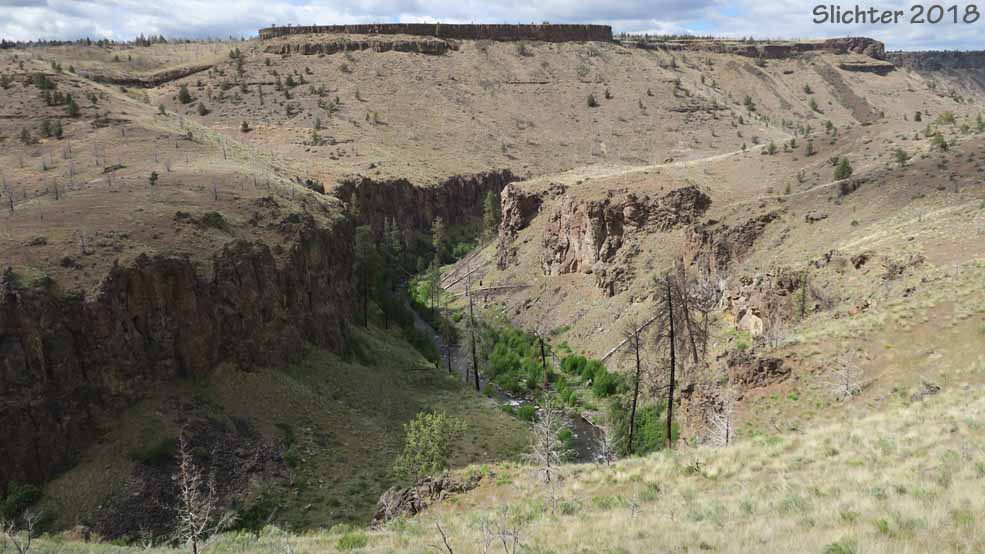 Whychus Creek canyon from the Alder Springs Trail #855, Crooked River National Grasslands.......May 11, 2018