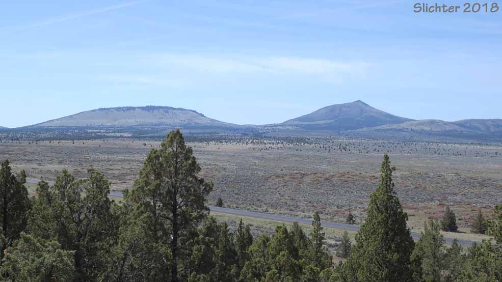 A view south towards Pine Ridge (left) and Gray Butte (right) from the viewpoints along the Rimrock Springs Trail #850, Crooked River National Grasslands.......April 24, 2018.