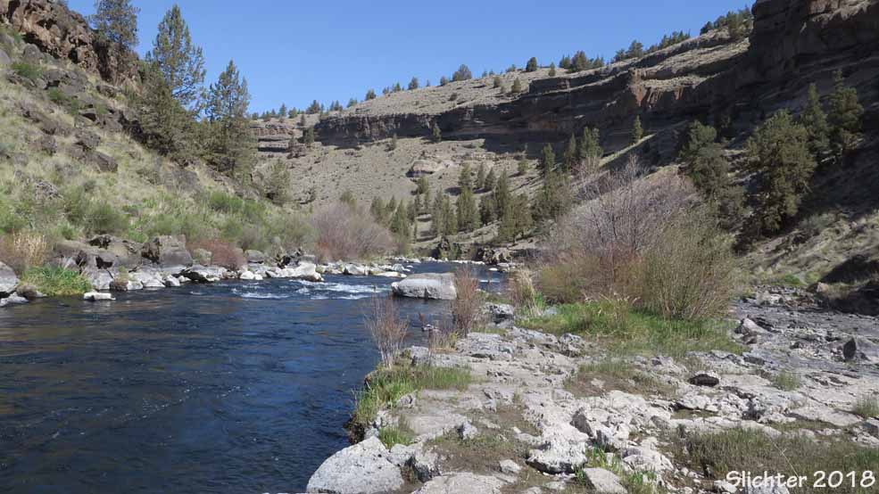 The view downstream from the same location in the previous photo, Deschutes Canyon-Steelhead Falls Wilderness Study Area.......April 25, 2018.
