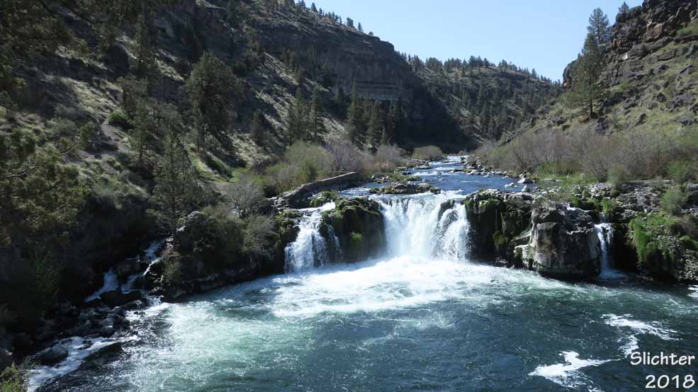 Steelhead Falls on the Deschutes River, BLM lands at the western edge of the Crooked River Ranch.......April 25, 2018.