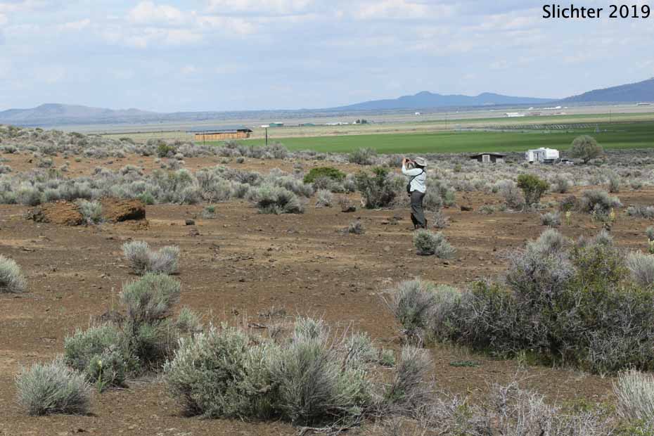 High desert flatlands surrounding Fort Rock State Natural Area.....May 18, 2016.