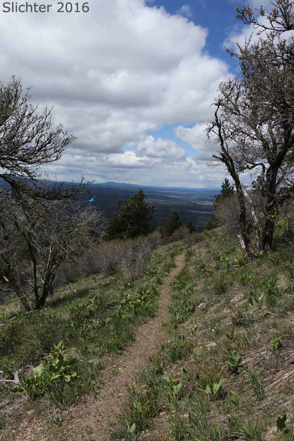 Hager Mountain, Fremont-Winema National Forest.....May 19, 2016.