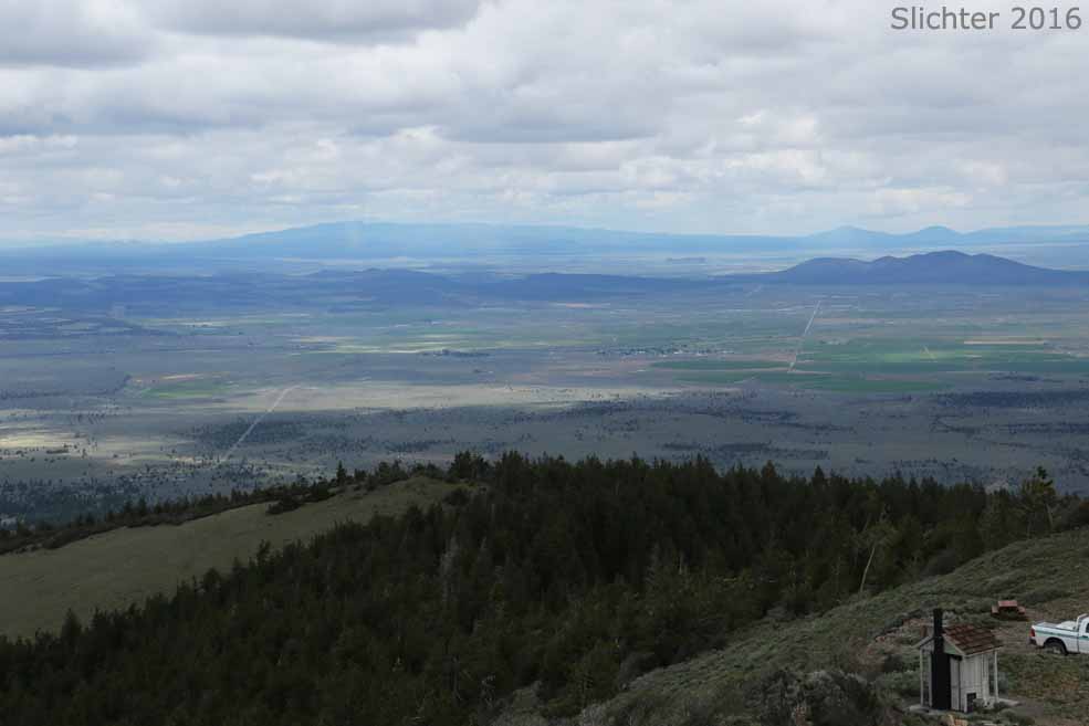 Views from atop Hager Mountain, Fremont-Winema National Forest.....May 19, 2016.