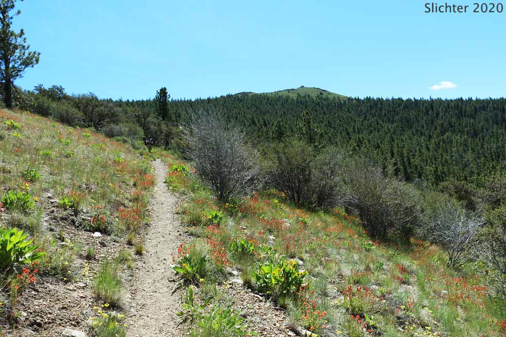 The Fremont National Recreation Trail climbing up past wildflower-filled slopes with a view up towards the summit on the northwestern slopes of Hager Mountain, Fremont-Winema National Forest.....June 18, 2020.
