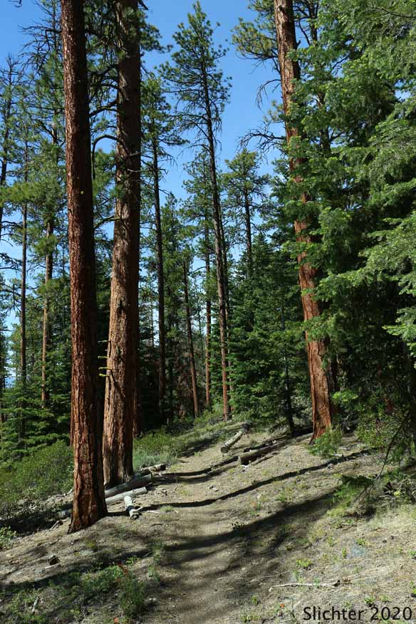 The Fremont National Recreation Trail climbing up through open ponderosa pine forest on the northwestern slopes of Hager Mountain, Fremont-Winema National Forest.....June 18, 2020.