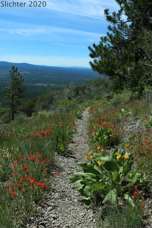 Wildflowers along the Hager Mountain Trail on the northwestern slopes of Hager Mountain, Fremont-Winema National Forest....June 18, 2020.