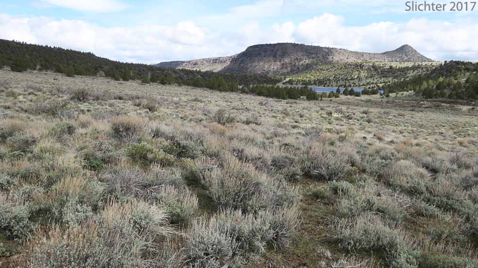 View northwest towards Squaw Butte and Picture Rock Pass from FS Road 