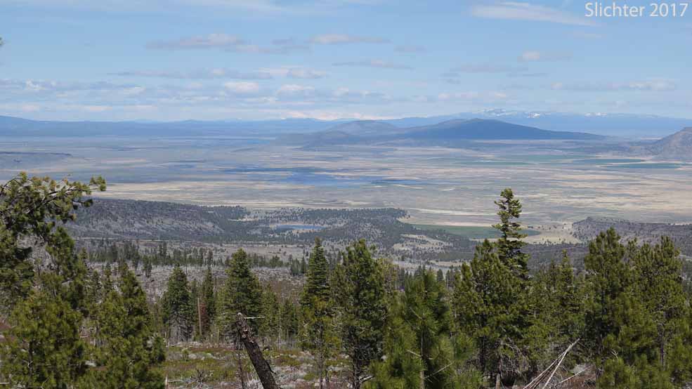 A view north from the northern approach to Winter Rim across farmlands that once were Silver Lake (Lake County, OR)