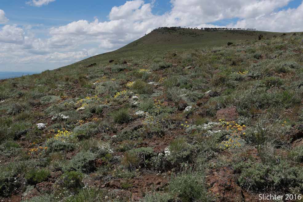 Alpine wildflowers on high scablands at the head of Degarmo Canyon (to the left) atop the Hart Mountain ridgeline, Hart Mt. National Antelope Refuge.......June 9, 2016.