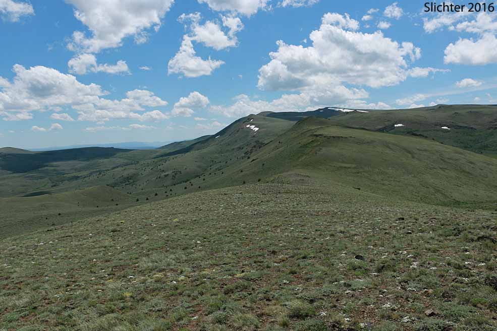 View south along the summit ridge of Hart Mountain south to Warner Peak (with snow patches at 8017'), Hart Mt. National Antelope Refuge.....June 9, 2016.
