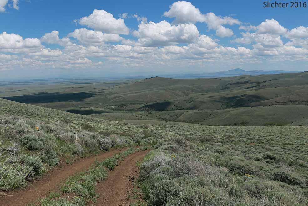 View east downhill from the main Hart Mountain ridgeline with Hot Springs Campground at center left....Hart Mt. National Antelope Refuge......June 9, 2016. Adams Butte is the small rocky point with 3 rocky summits behind the campground.