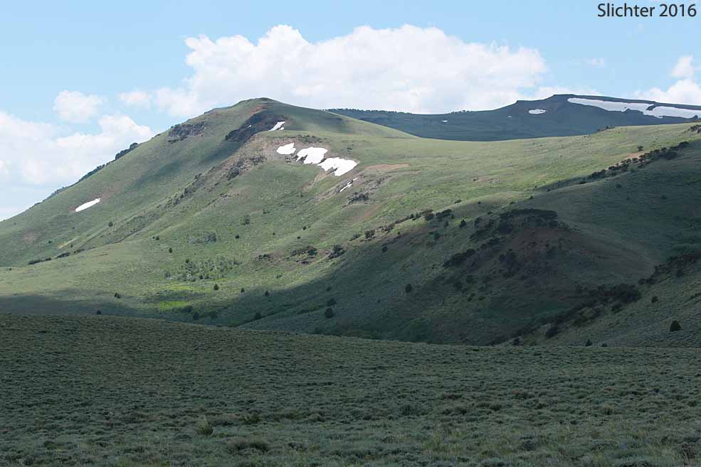 Telephoto view south towards Warner Peak, Hart Mt. National Antelope Refuge.....June 9, 2016.
