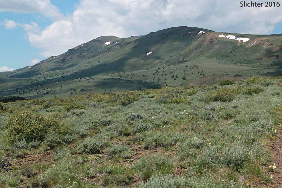 View southwest towards Warner Peak, Hart Mt. National Antelope Refuge......June 9, 2016.