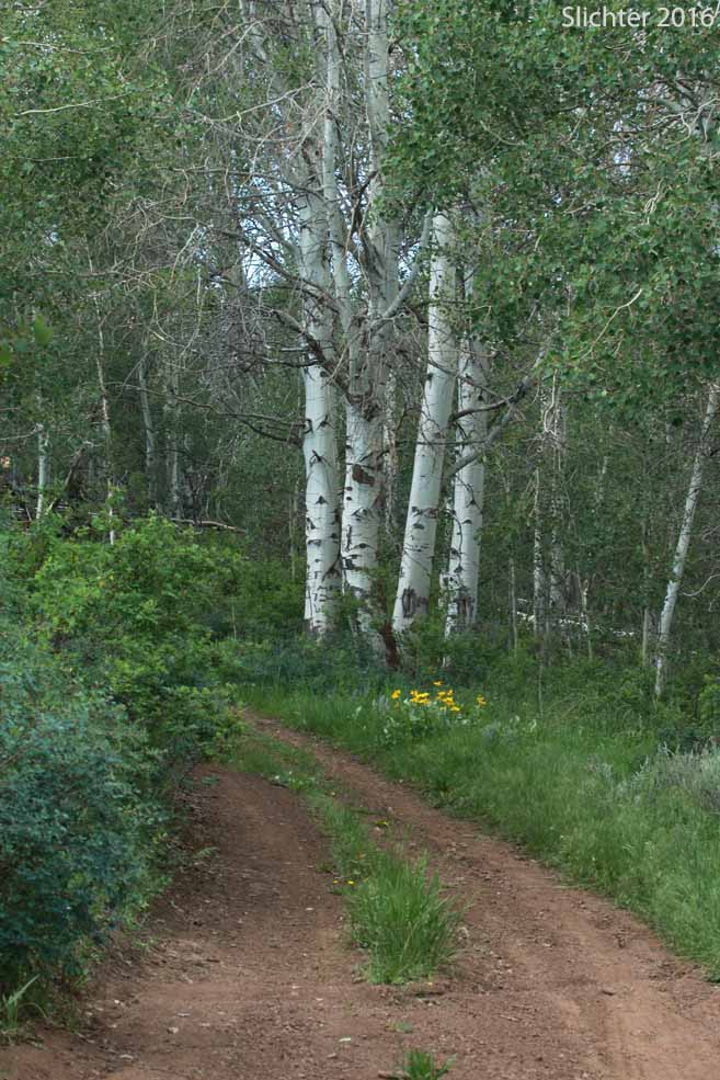 Aspen groves along a small creek along the primitive road one can hike to access the summit of Hart Mt. ridgeline west of Hot Springs Campground, Hart Mt. National Antelope Refuge.....June 9, 2016.
