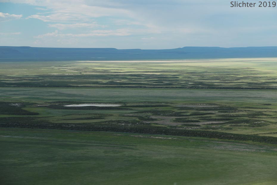 View northwest across Warner Basin along the west facing escarpment of Poker Jim Ridge from the Hart Mt. Road, Hart Mt. National Antelope Refuge.....June 8, 2016. During wet years, the green flat areas are covered with a foot or so of water.