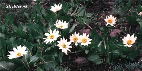 white-rayed wyethia at Big Summit Prairie, Ochoco N.F..........May 23, 1998.