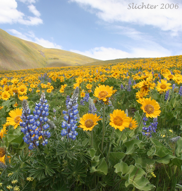 Balsamroot and lupine bloom in the Columbia Hills.