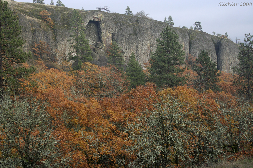 Basalt Arch at Catherine Creek, Columbia Gorge National Scenic Area