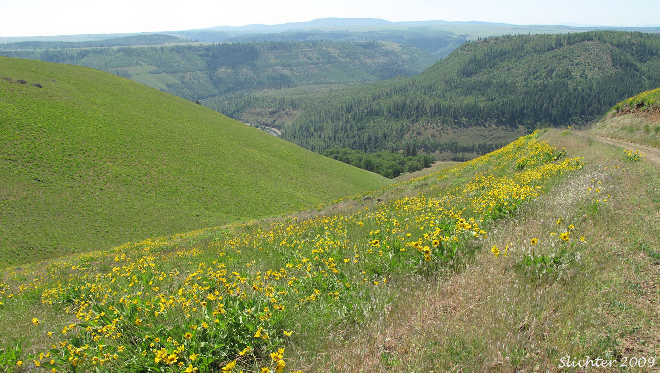 A view into the Klickitat River Canyon from the Klickitat State Wildlife Recreation Area: May 24, 2009