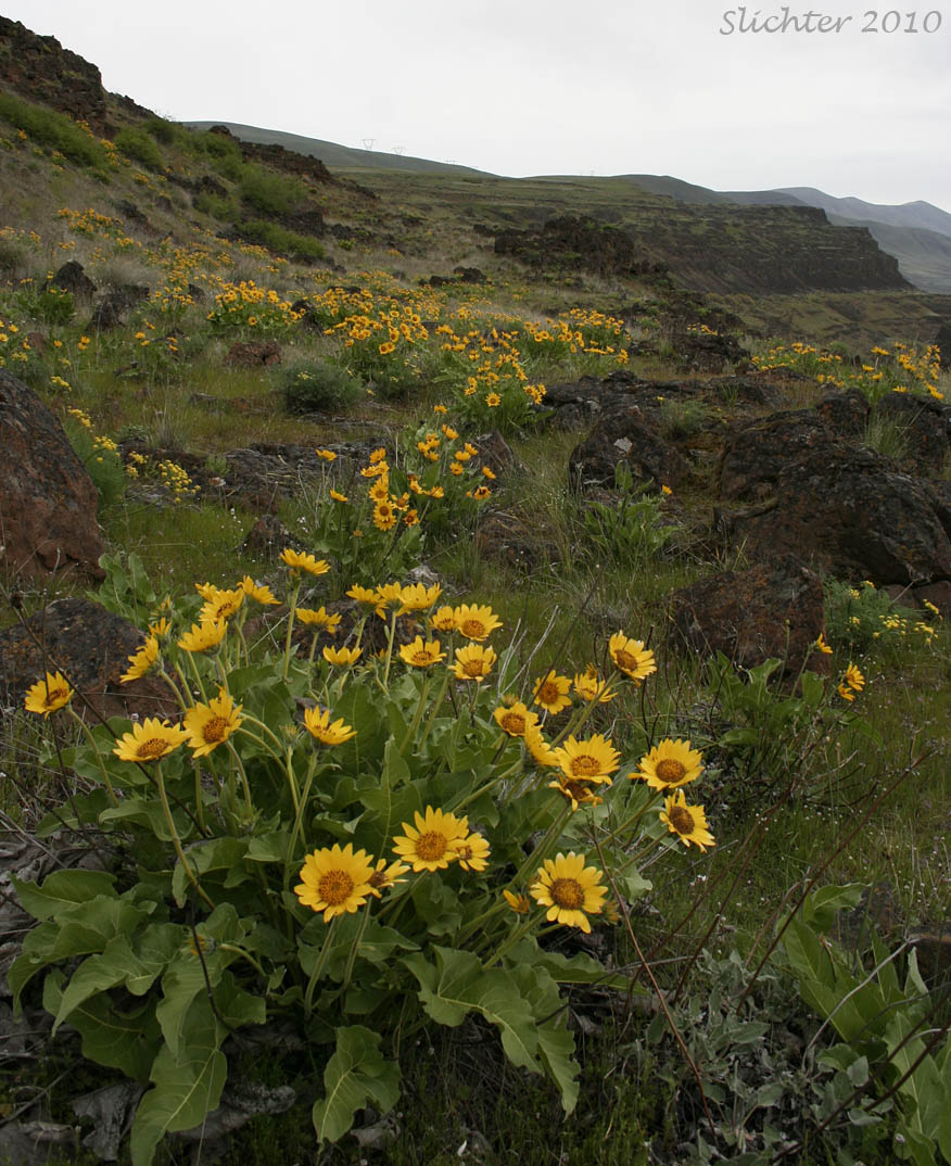 View of balsamroot blooming above the Crawford Oaks area in the Columbia Hills State Park in the eastern Columbia River Gorge...........April 4, 2010.