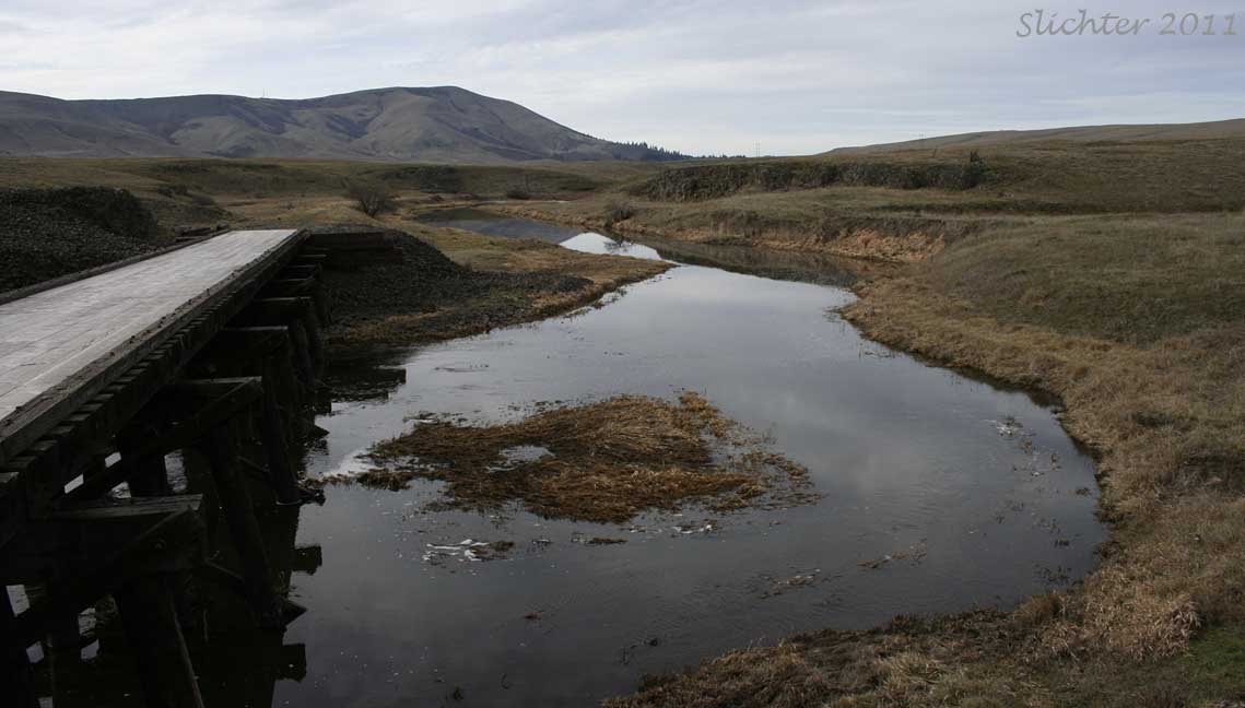 Trestle over Swale Creek at Harms Road........January 26, 2011.