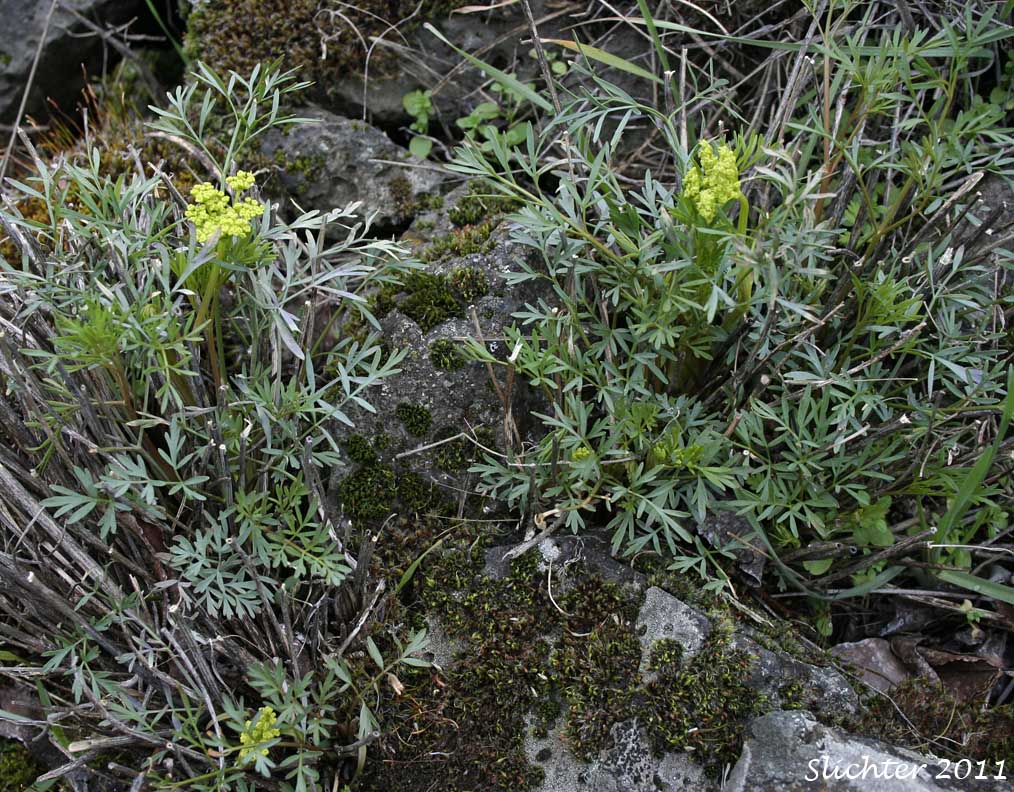 Smooth Desert Parsley: Lomatium laevigatum