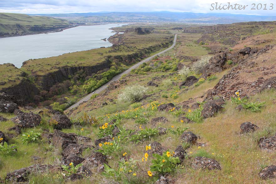 Columbia Hills Historical State Park