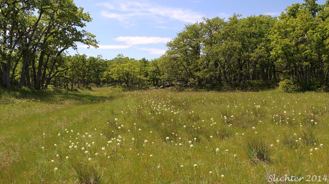 Vernally moist meadows along the Klickitat Breaks Road, Klickitat Wildlife Area.........May 16, 2014