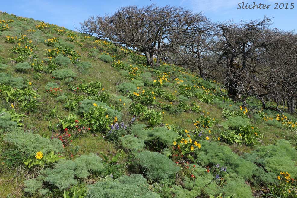 Wildflower bloom atop Castilleja Hill, Memaloose Trail..........March 27, 2015. 