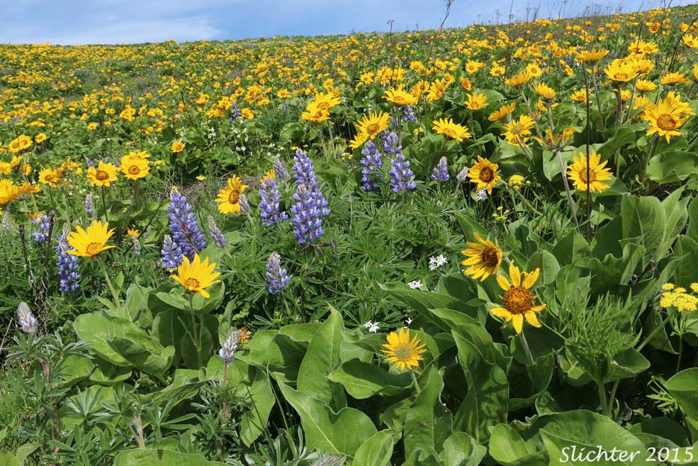 Balsamroots and lupines in bloom on Sevenmile Hill west of The Dalles, OR..........March 30, 2015.