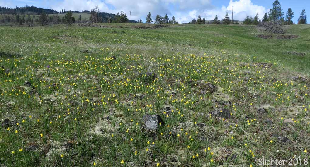 Masses of yellow bells (Fritillaria pudica) in bloom at Catherine Creek........March 25, 2018.