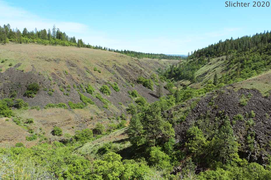 , East Simcoe Mountains Unit of the Klickitat Wildlife Area.......June 5, 2020.