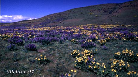 View of the Columbia Hills from The Dalles Mt Road, with balsamroot and lupines in resplendent bloom! April 27, 1997.