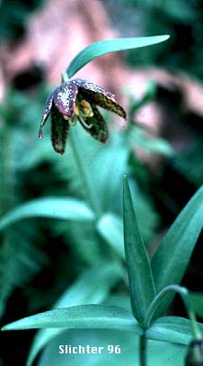 Chocolate Lily: Fritillaria affinis