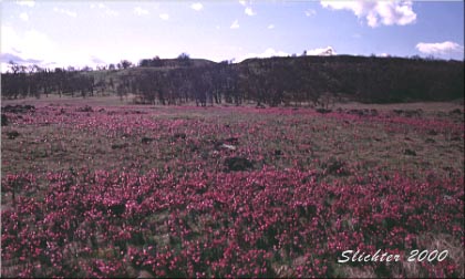 Grass widows in bloom west of the Tom McCall Nature Preserve........March 23, 2000.