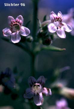 Scorched Penstemon (Penstemon deustus var. variabilis)